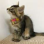 ニコちゃん☺︎の首輪＊S~Mサイズ(17~25cmの間で調整が可能です))
