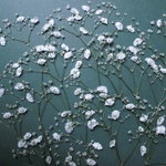 押し花素材 カスミソウ（八重）
