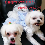 お客様オーダー