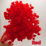 【新入荷】ドライ・ミニスターフラワー☆《Red》