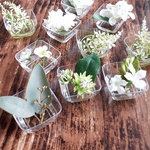 水♡まるで本物 枯れない割れないwhite&greenナチュラルフラワーアレンジ、ミニブーケハーバリウム081401