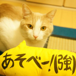 吹き出し猫キッカー ラージ（あそべー！）