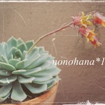kohana＊様オーダー分専用フォーム