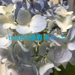 trmt53様専用ページ