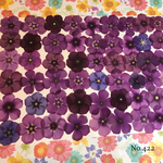 ♡人気作品♡ 作家様必見！ 落ち着いた大人カラー♡フロックス押し花セット