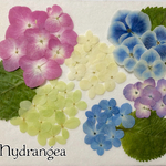 紫陽花アソート