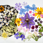 【ハーバリウムにも】押し花カラフルセット      花かすみ