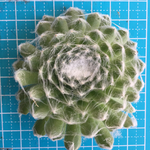 巻絹