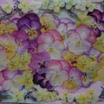 ★　ビオラ&ジュリアン４　押し花素材　★