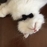 猫の首輪　タキシードサテン　黒