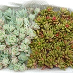 rarayujuさん専用☆多肉植物☆セダム２種セット☆レア