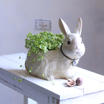 うさぎとチドメグサ