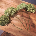 紫陽花アナベル＊枝付き4つセット