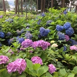 ハートの紫陽花