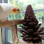 鳥、小動物用おもちゃ パインコーン（松ぼっくり）