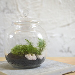 送料込★苔テラリウム Sサイズ_round
