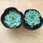 激レア★超貴重な沙羅姫牡丹★