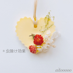 アロマワックス☺︎千日紅
