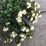 [グリーンアイス] 白  薔薇  のドライフラワー