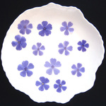 シバザクラ〔紫〕 押し花