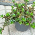 テトラ★セダム★多肉植物★