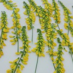 押し花素材。シナガワハギ
