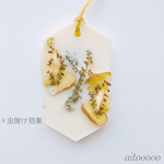 アロマワックス☺︎キウイ