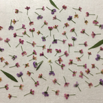 押し花47 アリッサム