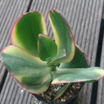 【送料込】花月錦★抜き苗★クラッスラ★多肉★多肉植物★