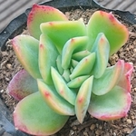 【送料込】ルエラ★抜き苗★エケベリア★多肉★多肉植物★