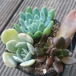 【送料込】仔苗３種盛り★抜き苗★エケベリア★多肉★多肉植物★