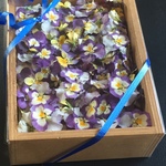 お花屋さんが作った数え切れないほどのドライビオラset