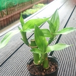 【送料込】ミリオンバンブー★抜き苗★観葉植物★ガーデニング★