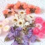 【小さな封入素材セットE】花かんざし＆イモーテル＆スターチス