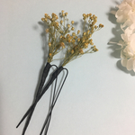 再販♡黄色いソロモニア/２本1セット