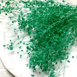 ソフトミニかすみ草 　エメラルド３g  ハーバリウム、レジン、スワッグetc