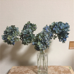 紫陽花ドライフラワー1