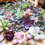 カラフル多肉❤️可愛い子セット❤️植物