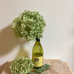 紫陽花アナベル、ドライフラワー1