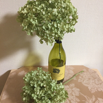 紫陽花アナベル、ドライフラワー2