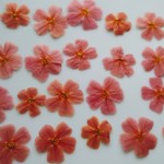 🌼再販🌼押し花素材🌼ジャメスブリトニア20輪