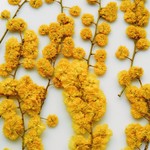 🌼再販🌼押し花素材。ミモザ