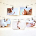 猫のアップ写真ポストカード【5枚セット】