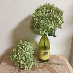 紫陽花アナベル、ドライフラワー3