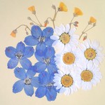 ーデルフィニウムとノースポールの押し花ー