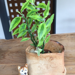 たたら作り植木鉢 ヤモリ