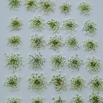 🌼再販🌼押し花素材。レースフラワー