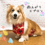 コーギー(♀)　雨上がりエプロン＊大判花柄RED　女の子