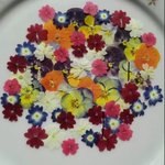 押し花素材 小花セット