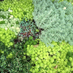 多肉植物☆セダムなど詰め合わせ